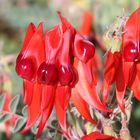 Sturt Desert Pea