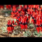 sturt desert peas