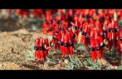 sturt desert peas