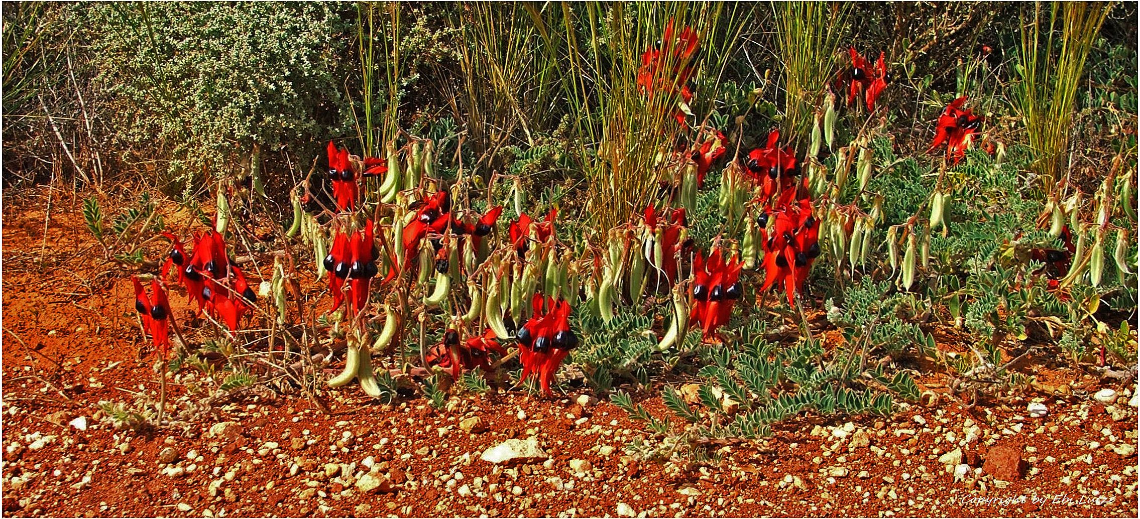 * Sturt Desert Peas / Swainsona Formosa *