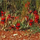 * Sturt Desert Peas / Swainsona Formosa *