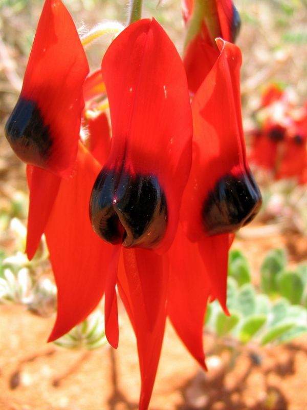 Sturt's Desert Pea