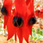 Sturt's Desert Pea