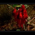 Sturt's Desert Pea