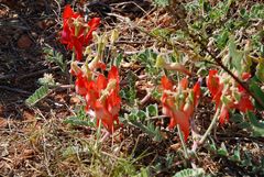 Sturt´s desert pea