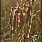 Sturt`s desert pea