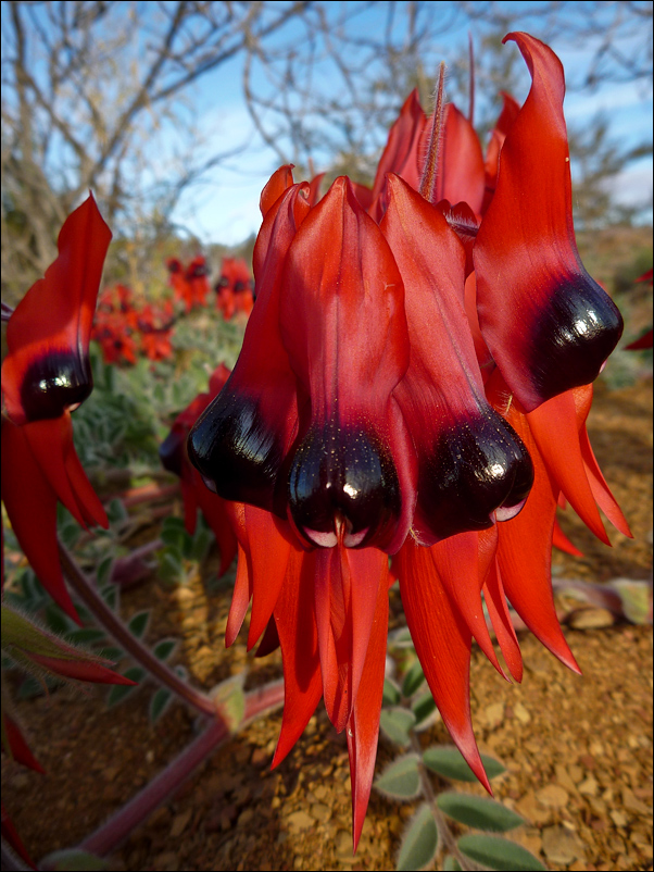 sturt´s desert peas