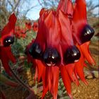 sturt´s desert peas