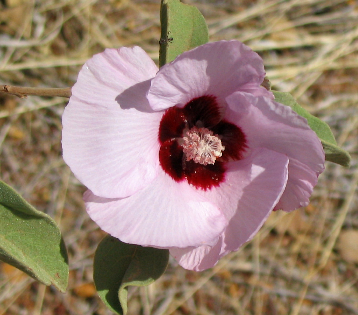 Sturt's Desert Rose