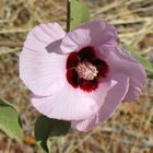 Sturt's Desert Rose