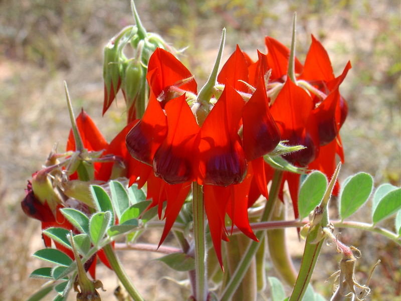 Sturt's Dessert Pea