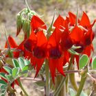 Sturt's Dessert Pea