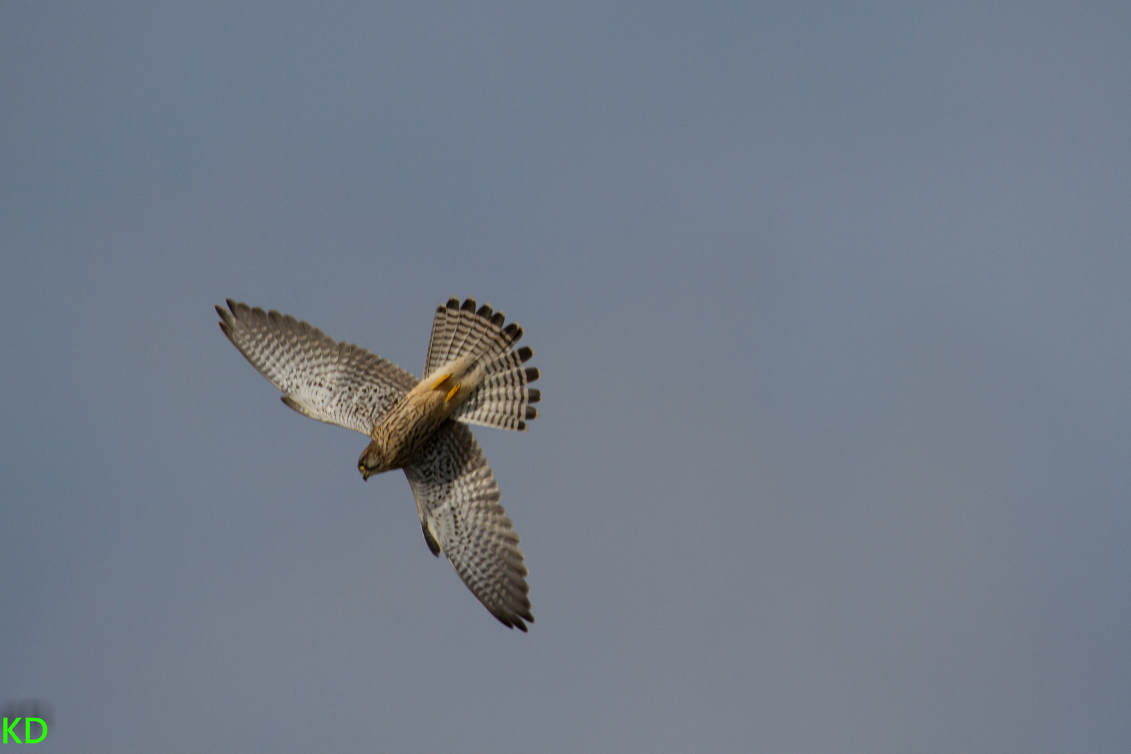 Sturtzflug