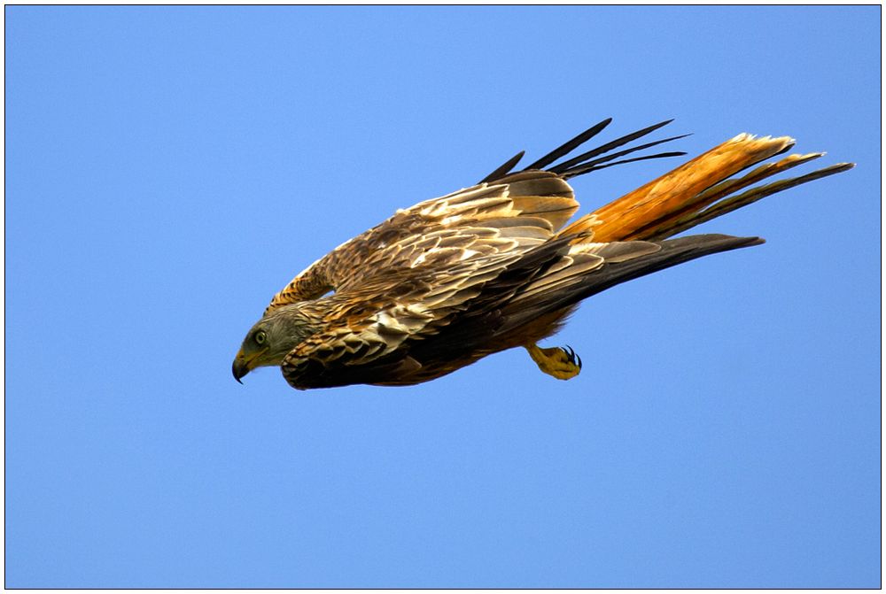 Adler Sturzflug Adler Sturzflug