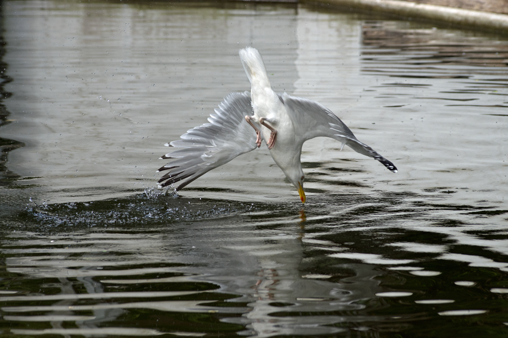 Sturzflug