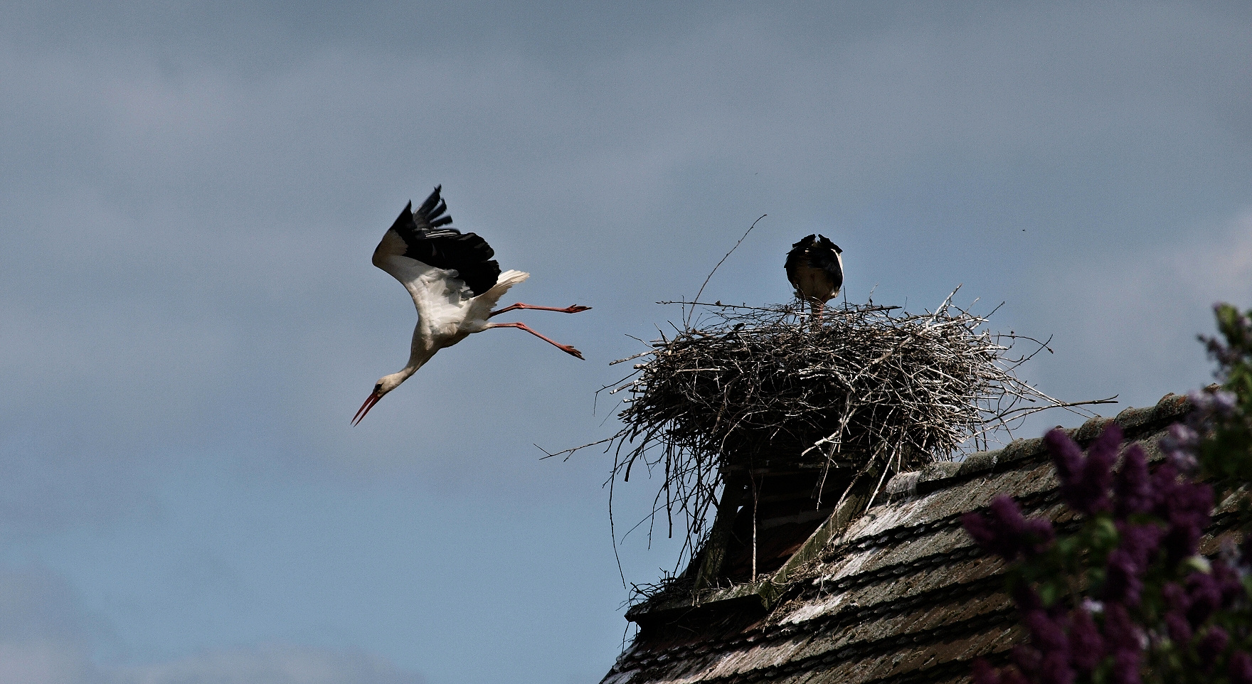 Sturzflug....