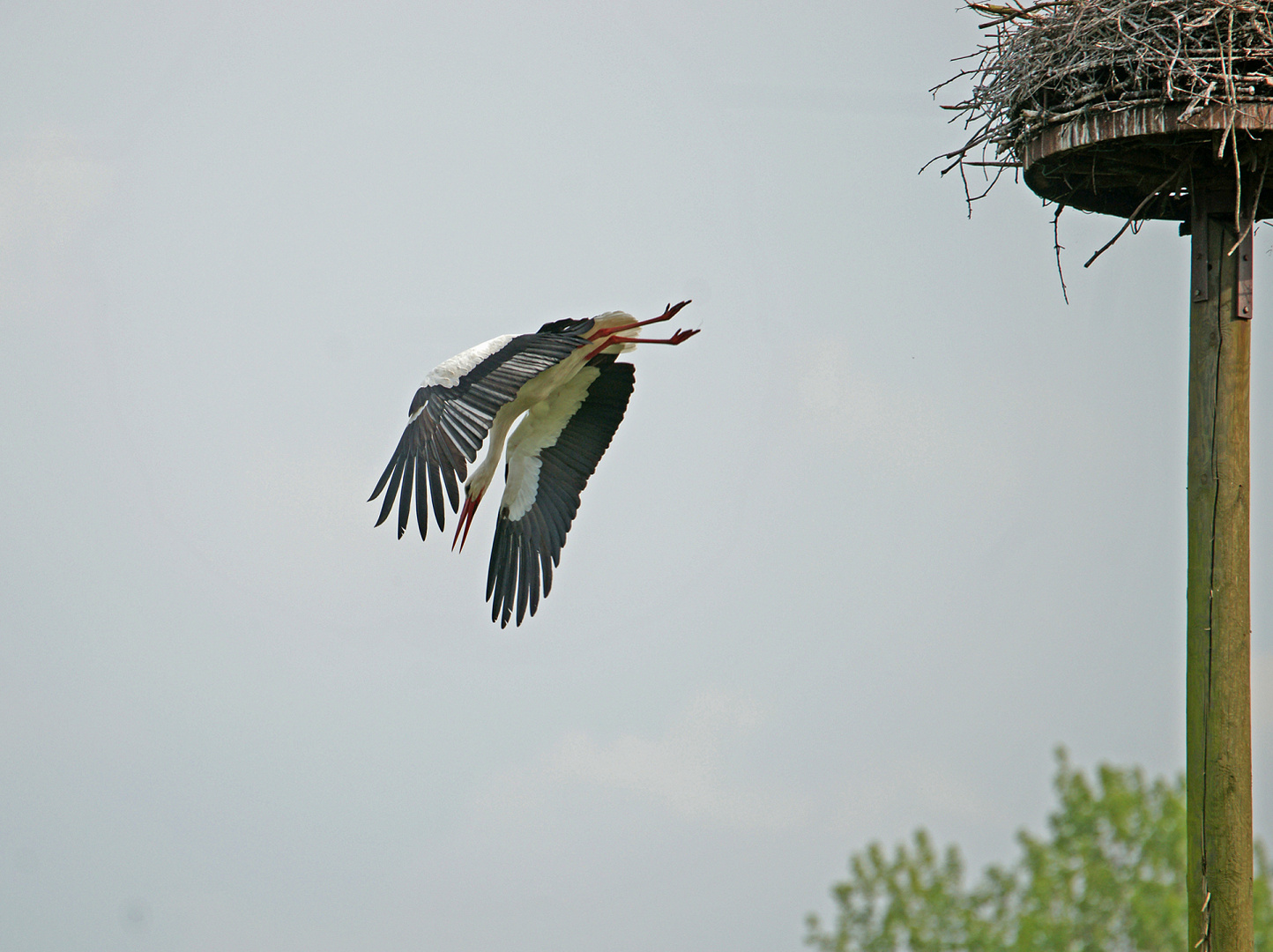 Sturzflug...