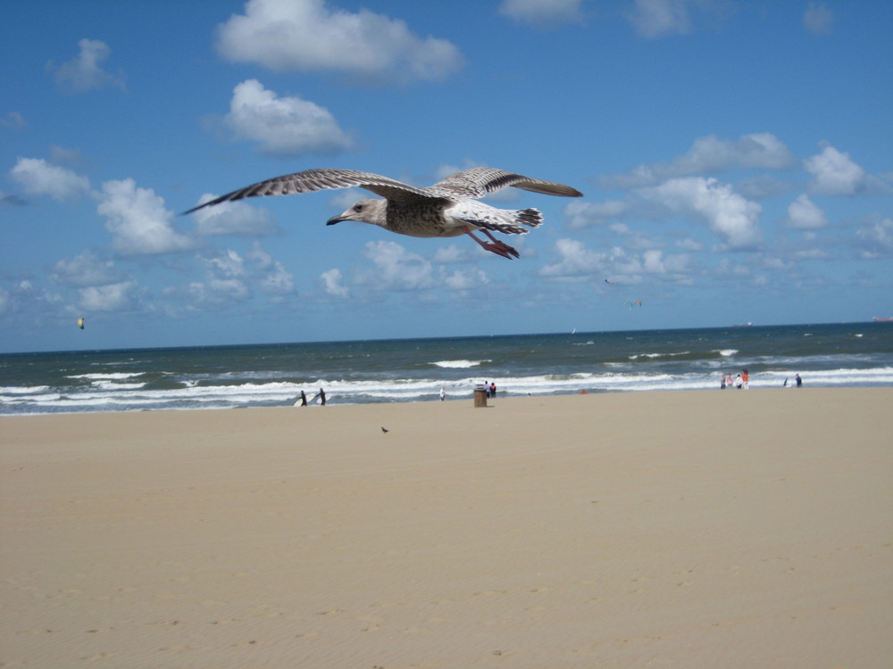 Sturzflug am Scheveninger Strand