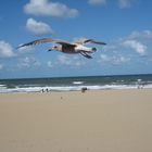 Sturzflug am Scheveninger Strand