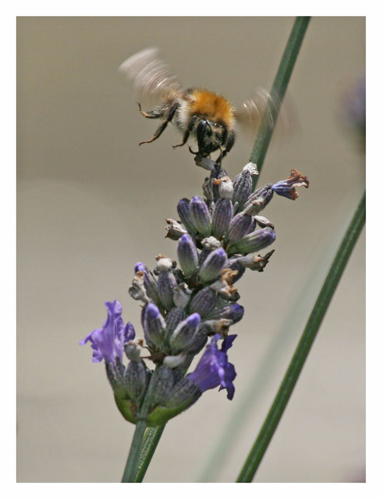 Sturzflug auf Blume