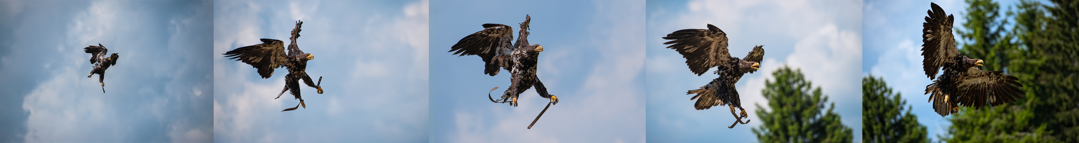 Sturzflug auf die Beute!