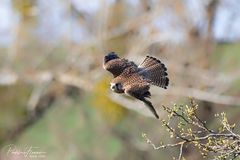 Sturzflug aufs Nest zu