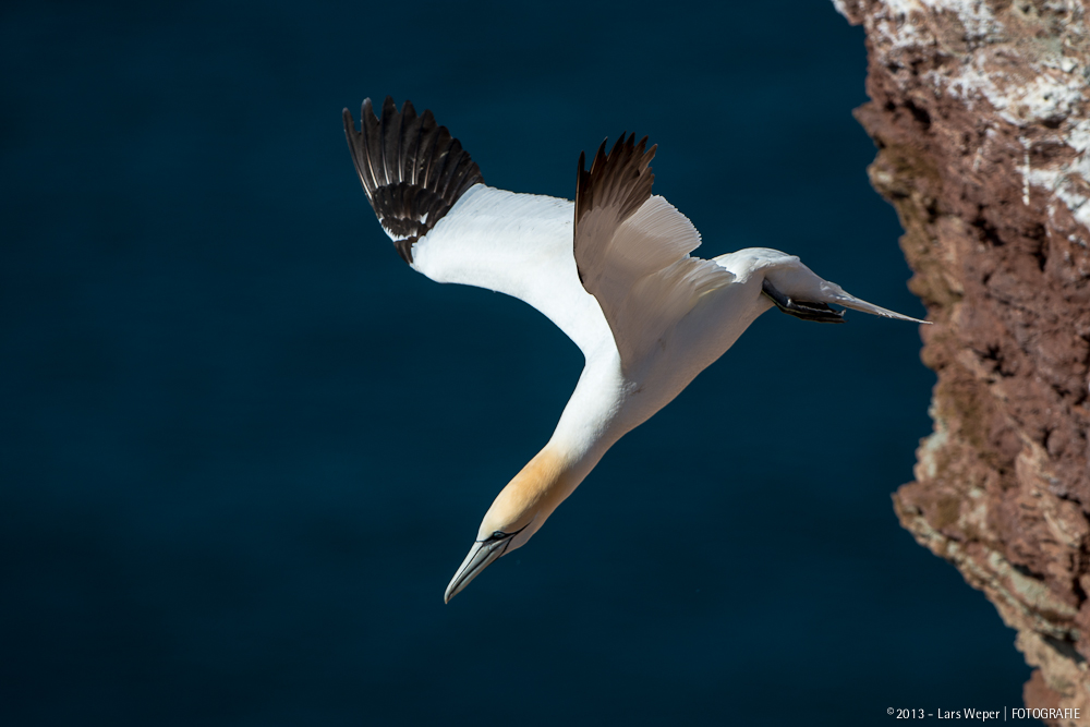 Sturzflug - Basstölpel auf Helgoland #6