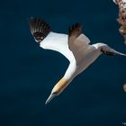 Sturzflug - Basstölpel auf Helgoland #6