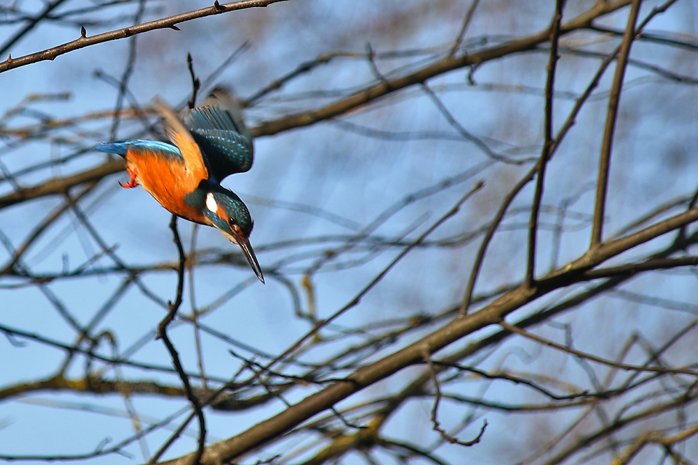 Sturzflug des Eisvogels