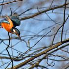 Sturzflug des Eisvogels