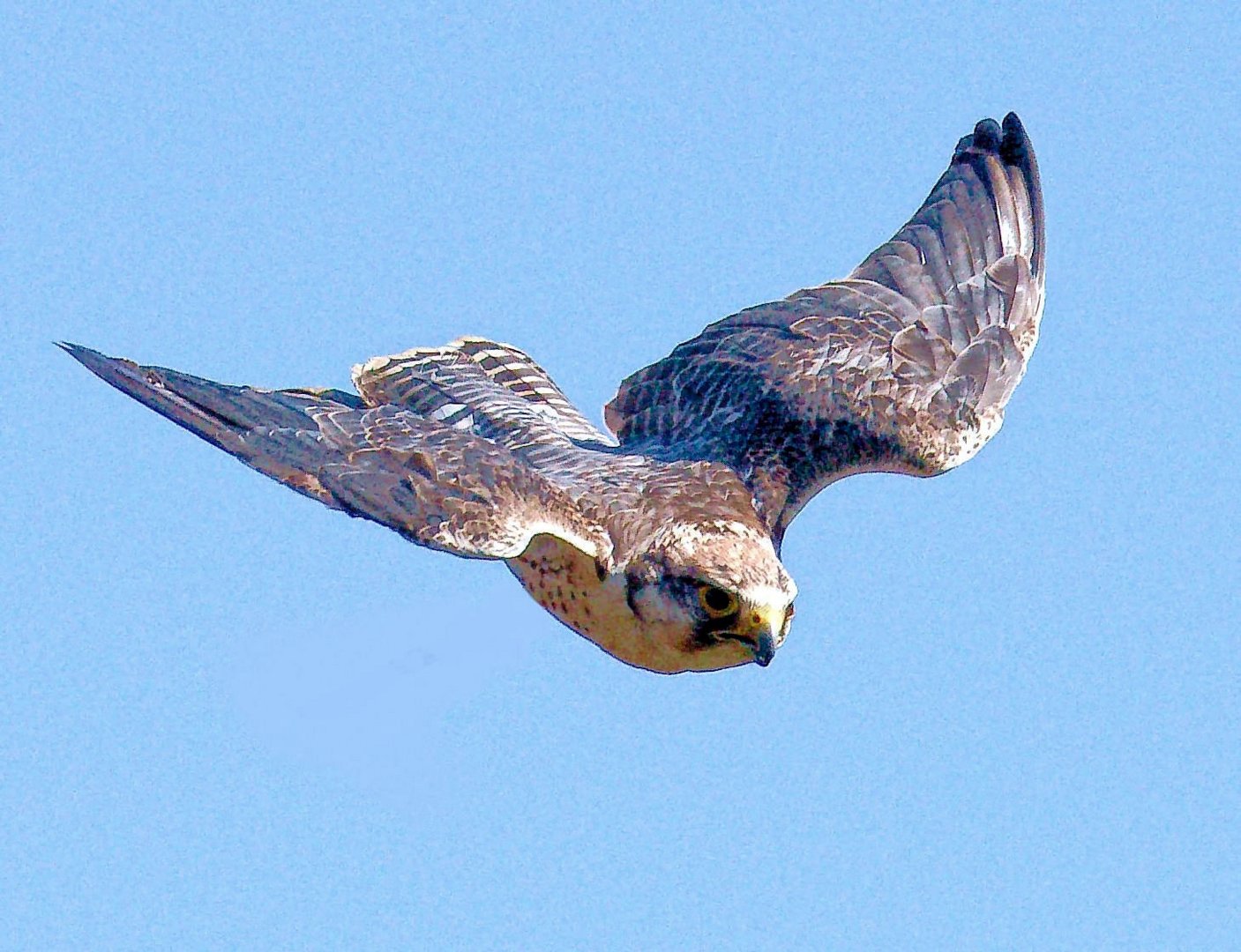 Sturzflug des Falken