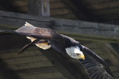 Sturzflug des Weißkopf-Seeadlers