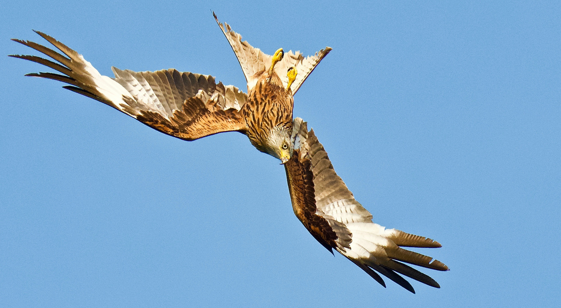 Sturzflug in Rückenlage Sequenz II