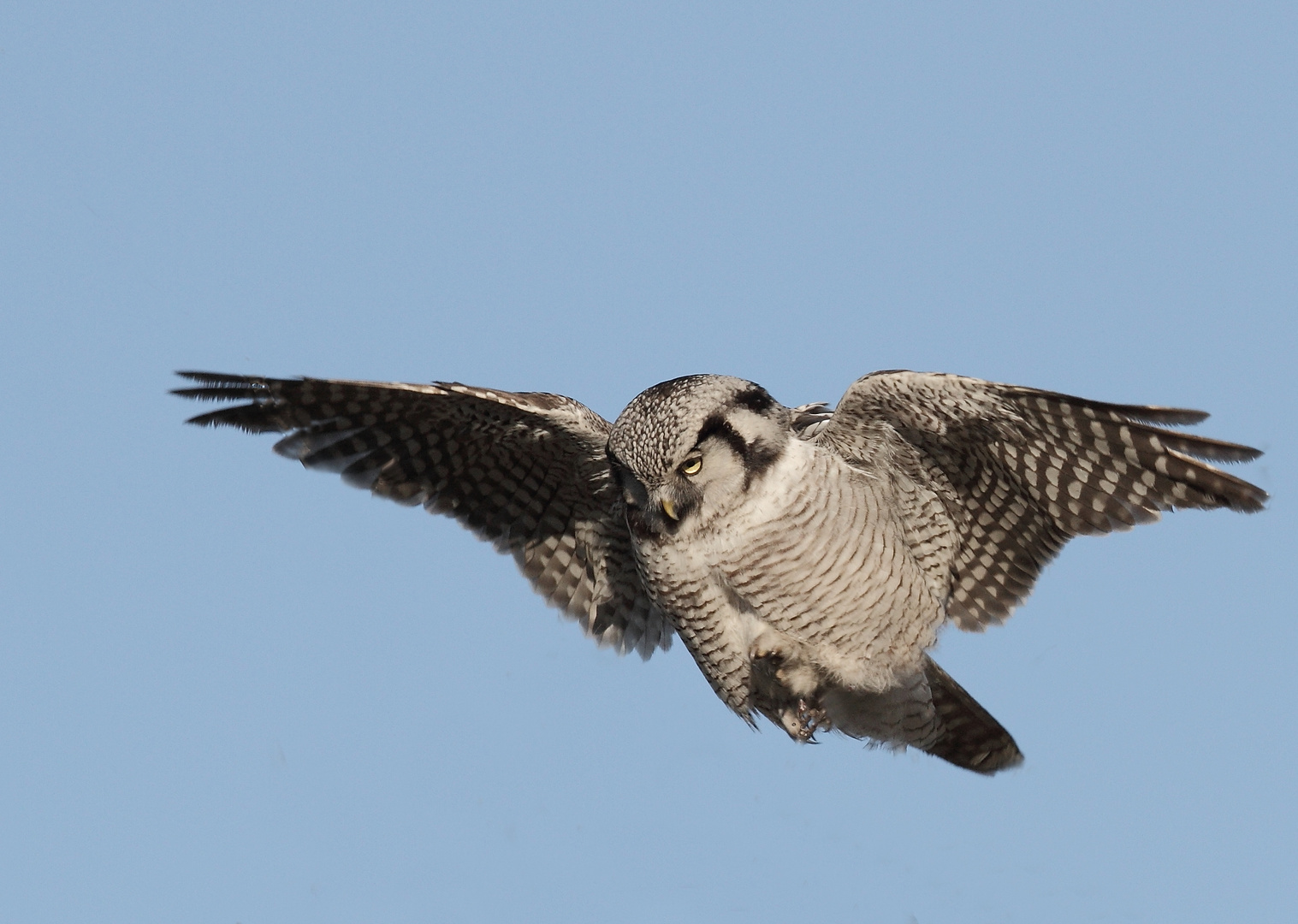 Sturzflug Northern Hawk