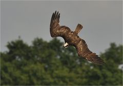 Sturzflug - Oberseite