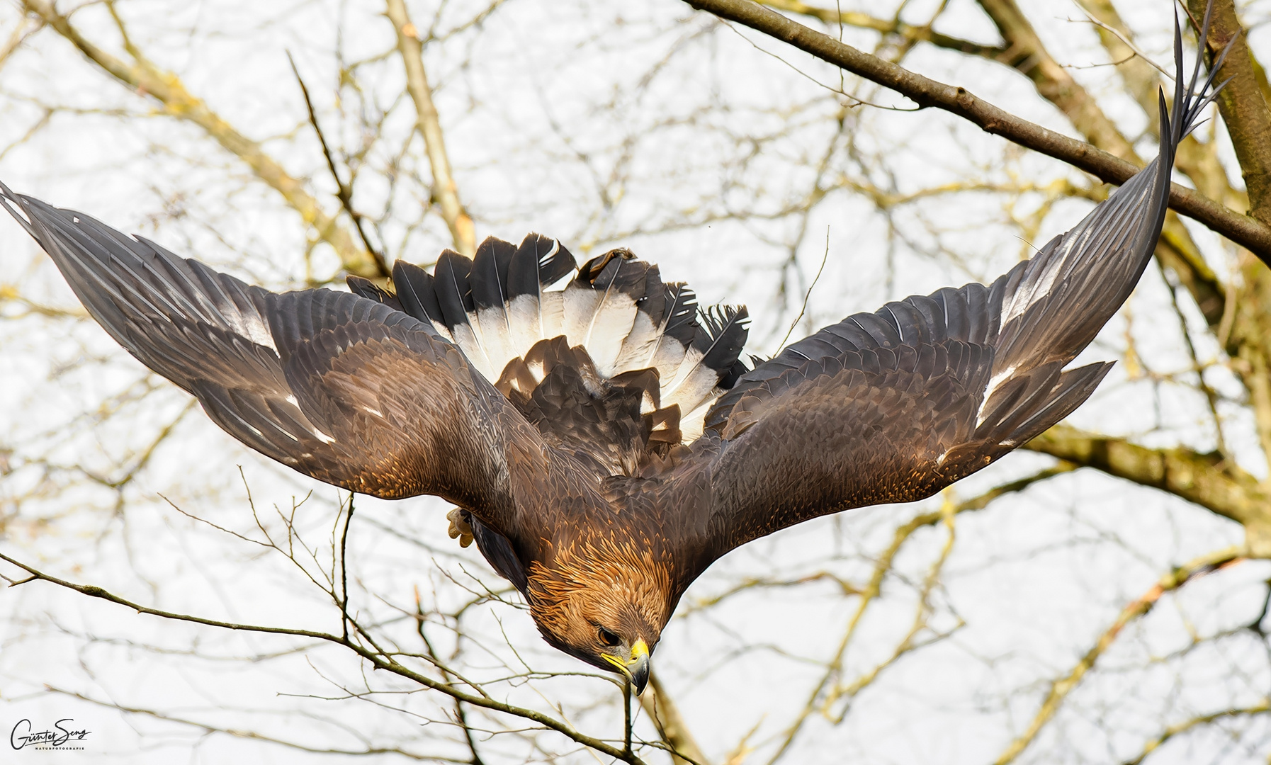 Sturzflug vom Baum....