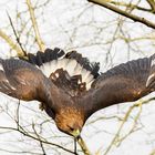 Sturzflug vom Baum....