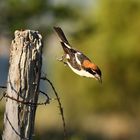 Sturzflug zum Beutefang