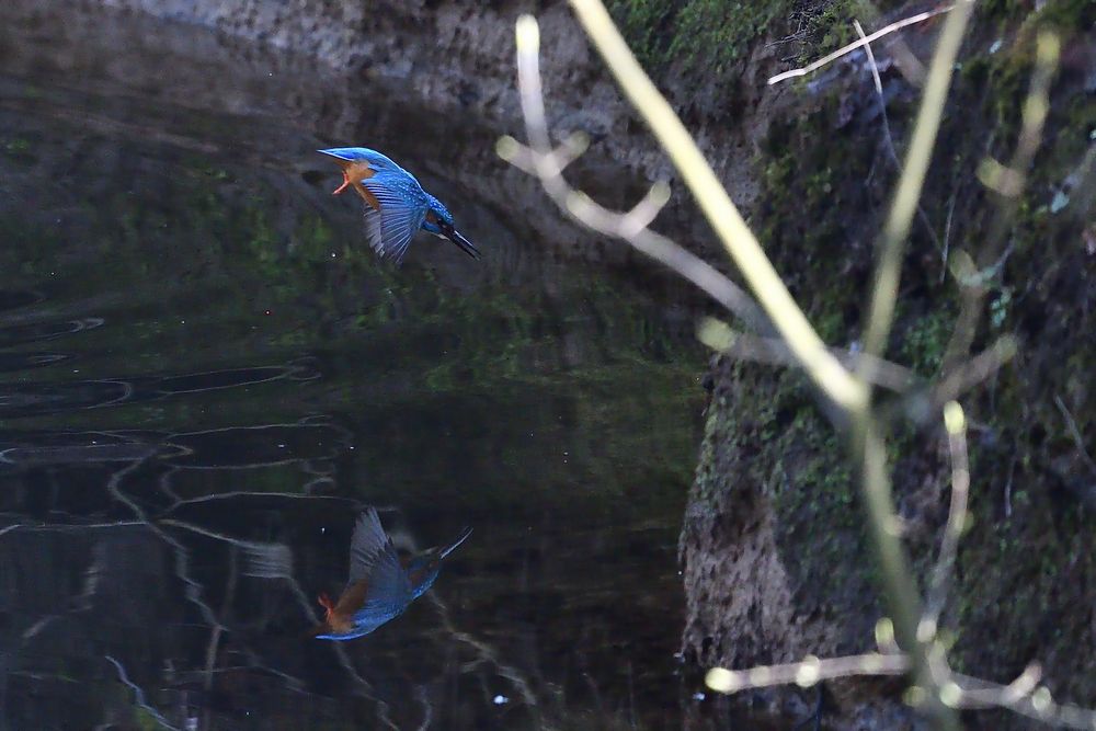 Sturzflug zum Fisch