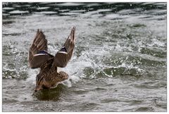 Sturzfluglandung