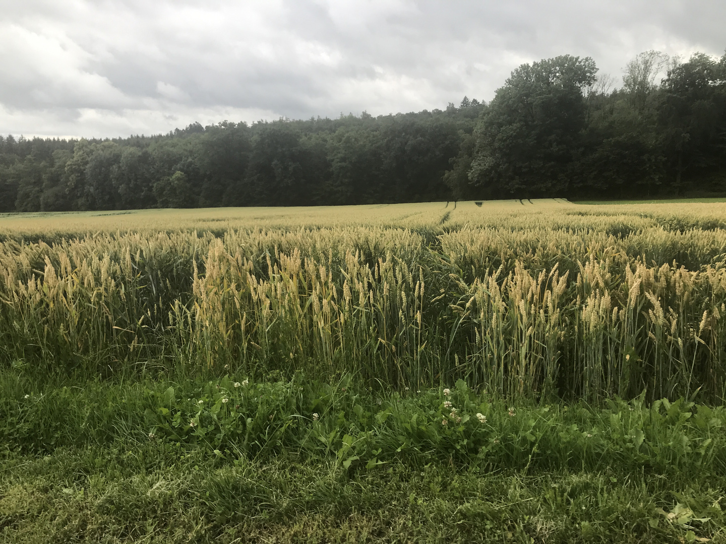 Sturzregen über Feld und Wald