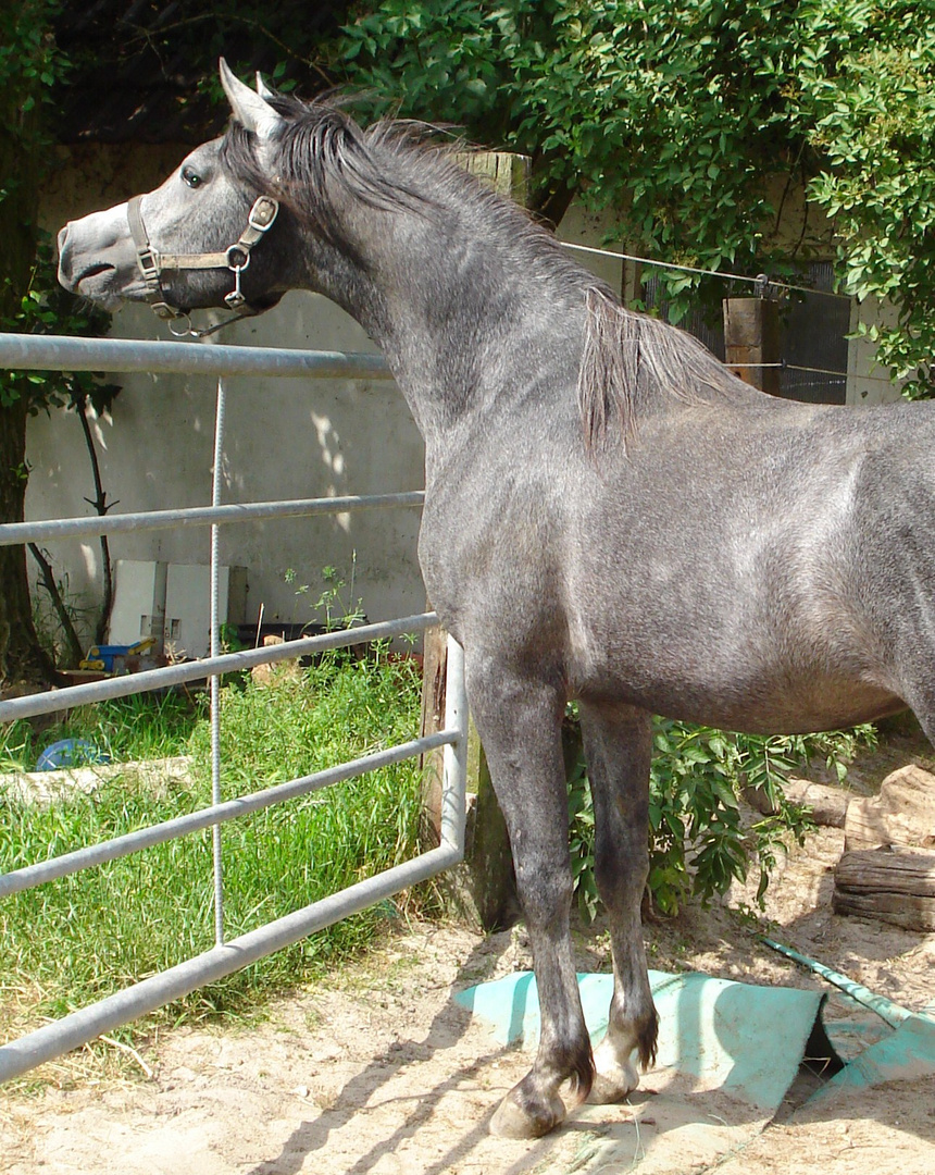 stute gesichtet ....