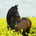 Stute im Rapsfeld