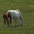 Stute mit Fohlen