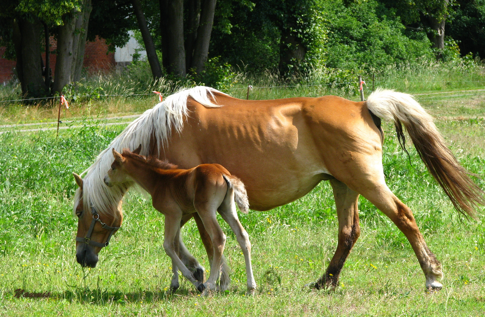 Stute mit Fohlen