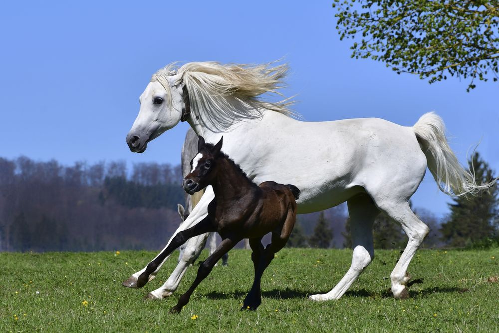 Stute mit Fohlen - Lebensfreude pur! Foto & Bild | tiere, haustiere