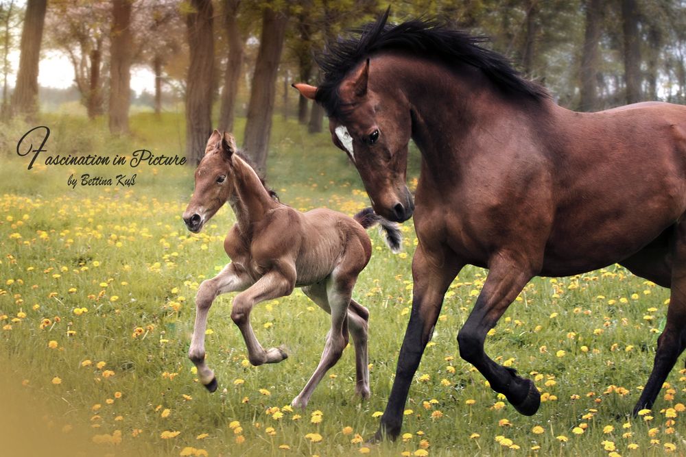 Stute und Fohlen Foto &amp; Bild tiere, haustiere, pferde