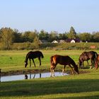 Stuten auf der Weiden ...