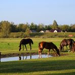 Stuten auf der Weiden ...