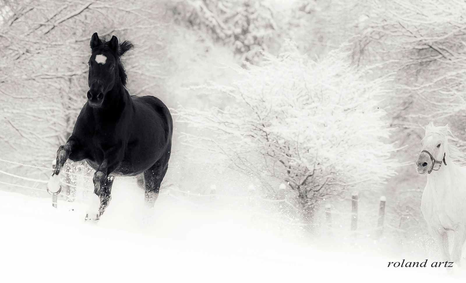 Stuten im Schnee